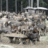 Wildfütterung