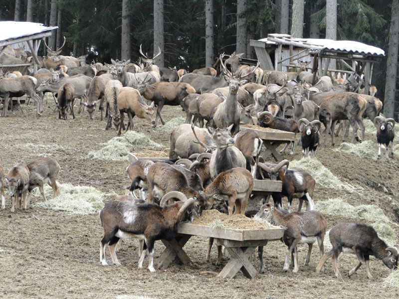 Wildfuetterung2